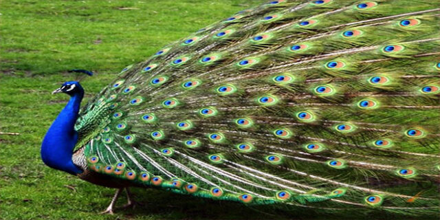 gosteris-budalasi-660x330