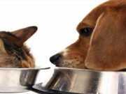 Köpeklerle Bir Hayat Nasıl Geçer?