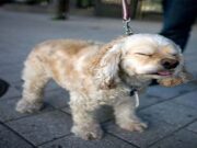 7 Sevimli Hapşıran Köpek