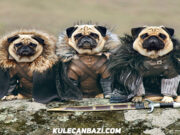 3 Sevimli Pug ve “Game Of Thrones”