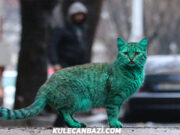 Denizlisporlu Fanatik Kedi