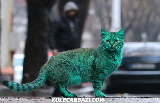 Denizlisporlu Fanatik Kedi