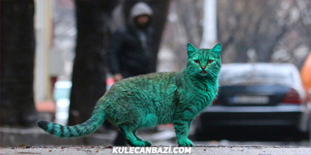 denizlisporlu-fanatik-kedi-660x330