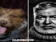 Köpekler ve Ünlü Yazarlar