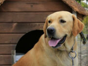 Sokak Hayvanları İçin Sergi