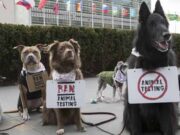 Köpekler Hayvan Deneylerini Durdurmak İçin Protesto Etti
