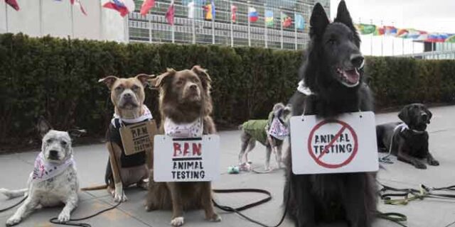 kopekler-hayvan-deneylerini-durdu-kulecanbazi-com-660x330