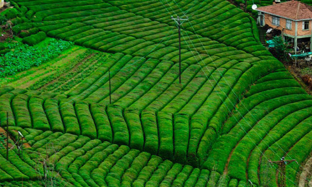 rize-cayi-diye-kacak-cay-iciyoruz-kulecanbazi-com-700x420